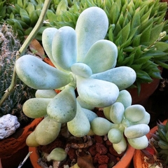 Pachyphytum bracteosum