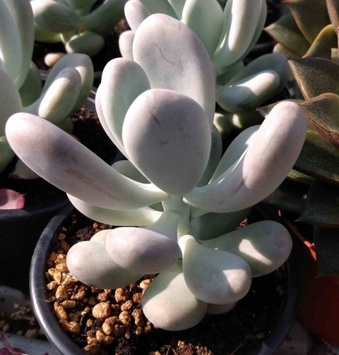 Pachyphytum bracteosum