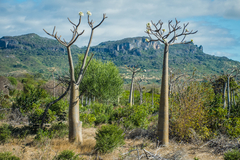 Pachypodium rutembergianum - tienda en línea