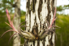 Tillandsia paucifolia - Suculentas Dzityá