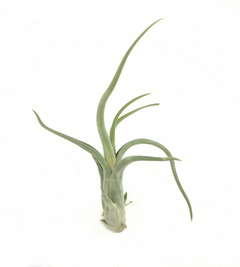 Tillandsia paucifolia - comprar en línea