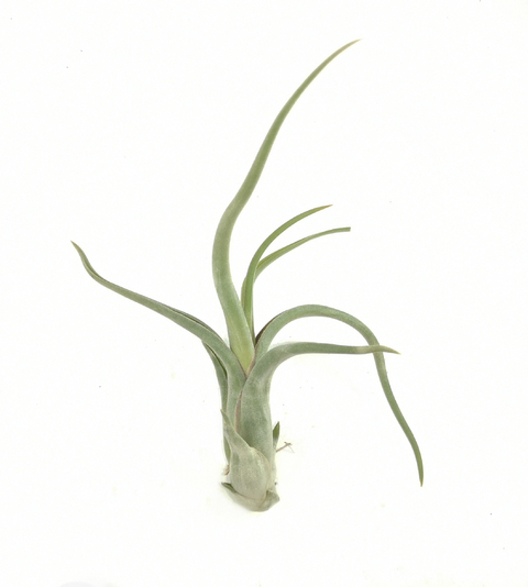 Tillandsia paucifolia