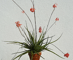 Aloe perrieri - Suculentas Dzityá