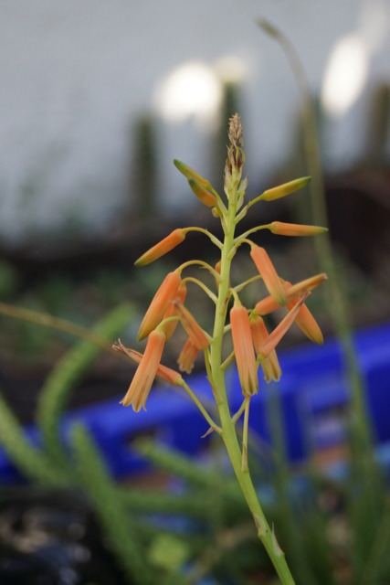 Aloe perrieri