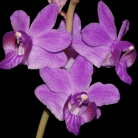 Phalaenopsis pulcherrima