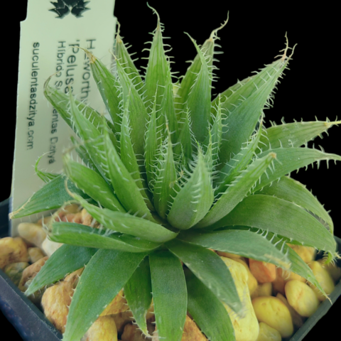 Haworthia 'Pelusa'