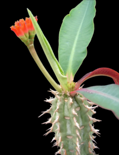 Euphorbia viguieri en internet