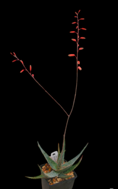 Aloe x Donnoik "No. 5" - Suculentas Dzityá