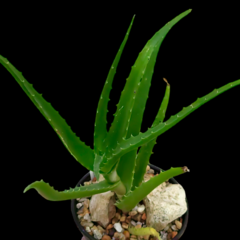 Aloe cameronii dedzana