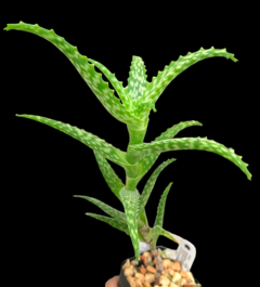 Aloe squarrosa - comprar en línea
