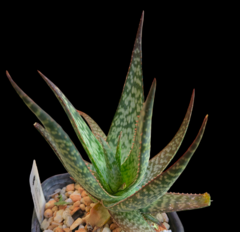Aloe '1268' - comprar en línea