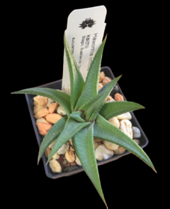 Haworthiopsis limifolia keithii - comprar en línea