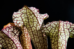 Sarracenia leucophylla x courtii - comprar en línea