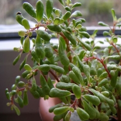 Pilea nipensis