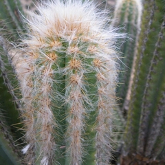 Pilosocereus chrysacanthus