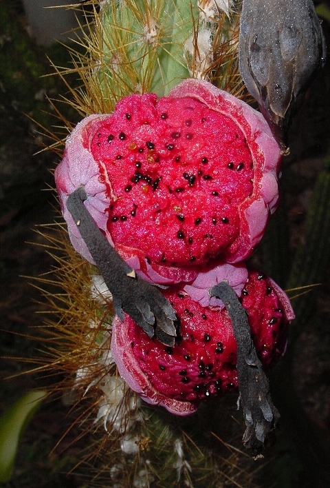 Pilosocereus gaumeri