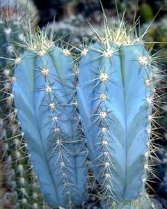 Pilosocereus azureus - Suculentas Dzityá