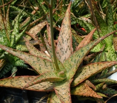 Aloe 'Pink Blush'