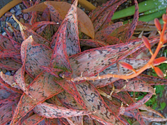 Aloe 'Pink Blush' - Suculentas Dzityá