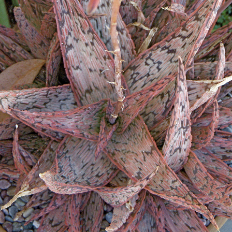 Aloe 'Pink Blush'