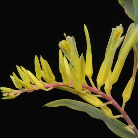 Pitcairnia chiapensis