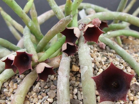 Huernia pendula