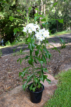 Plumeria pudica - Suculentas Dzityá