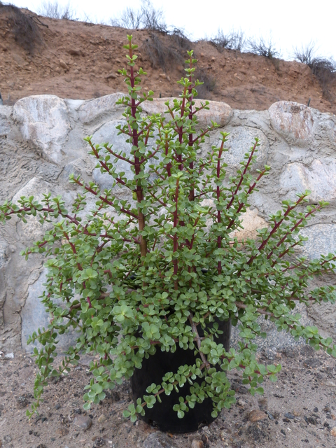 Portulacaria afra