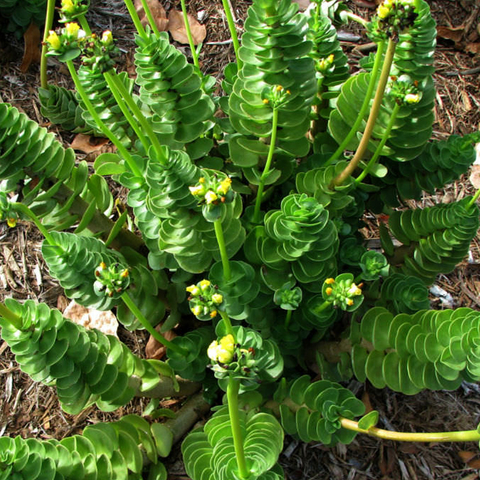 Portulaca molokiniensis - comprar en línea