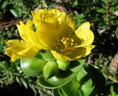 Portulaca molokiniensis - Suculentas Dzityá