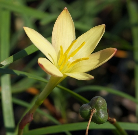 Zephyranthes sp. Mix (10 bulbos) - tienda en línea