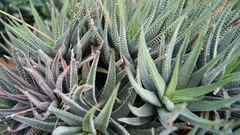 Haworthia attenuata radula - comprar en línea