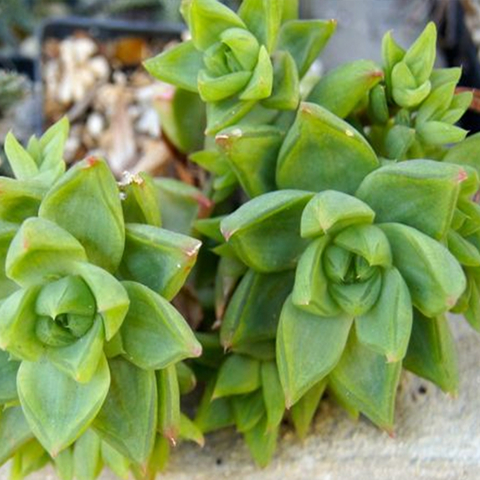 Haworthia cymbiformis ramosa