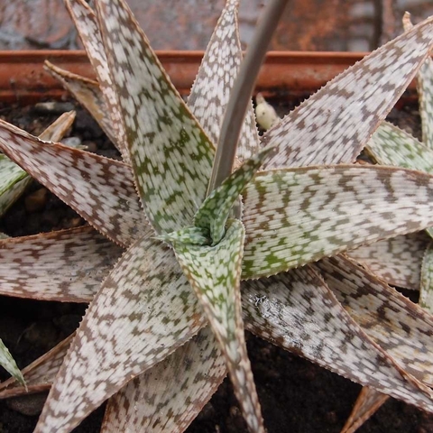 Aloe rauhii