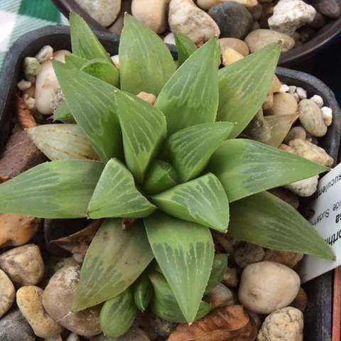 Haworthia retusa