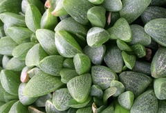 Haworthia turgida suberecta 'Rodini' en internet