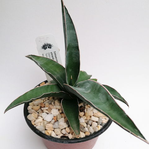 Sansevieria ehrenbergii