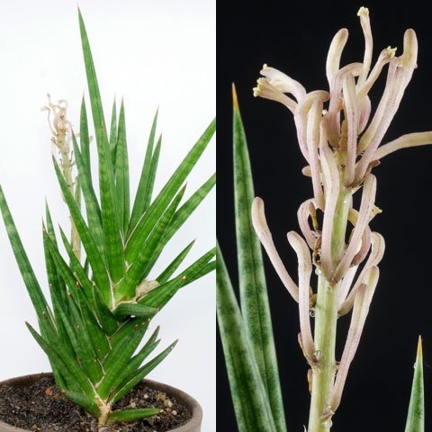 Sansevieria francisii