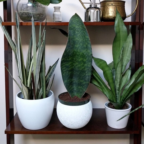 Sansevieria masoniana