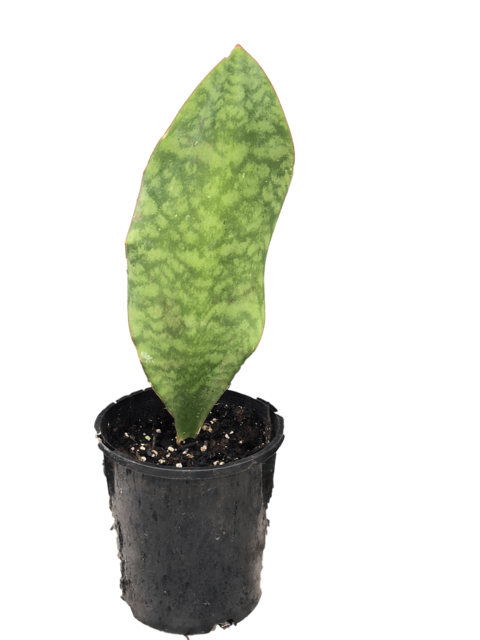 Sansevieria masoniana