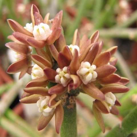 Surtido de Stapelioides