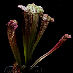 Sarracenia leucophylla x courtii