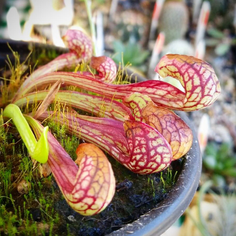 Sarracenia psittacina