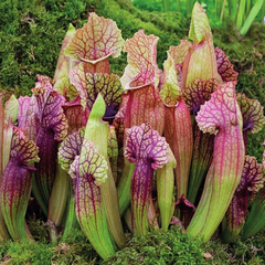 Sarracenia purpurea