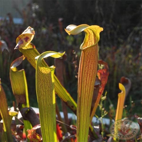 Sarracenia alata - comprar en línea