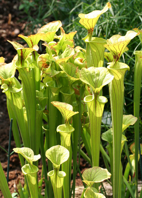 Sarracenia flava