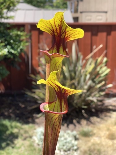 Sarracenia 'Goliath' x self - comprar en línea