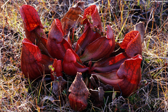 Sarracenia purpurea - Suculentas Dzityá