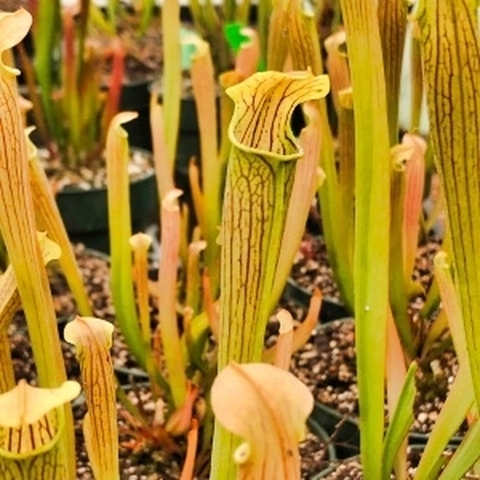 Sarracenia rubra ssp.wherryi