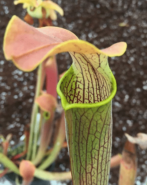 Sarracenia rubra ssp.wherryi